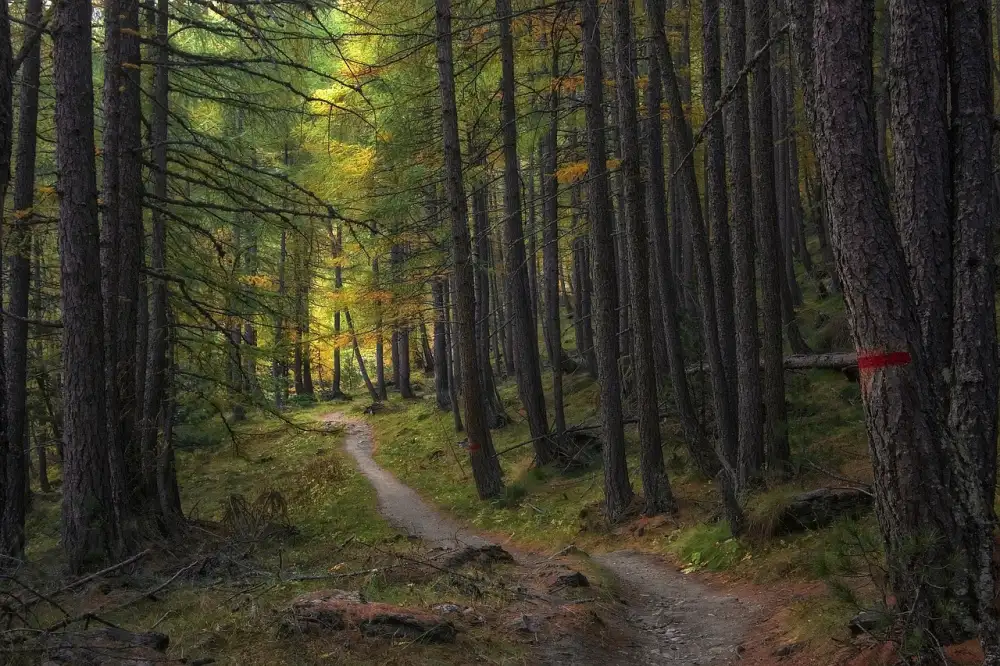 Deuter Trail