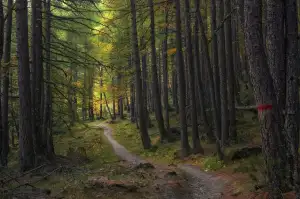 Deuter Trail